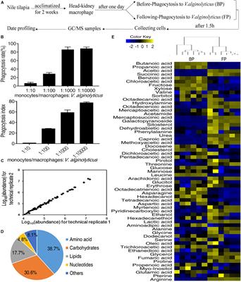 Succinate Promotes Phagocytosis of Monocytes/Macrophages in Teleost Fish